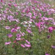 ヒメ日記 2025/10/30 20:42 投稿 ゆうほ 待ちナビ