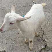 ヒメ日記 2026/03/08 09:24 投稿 ねね 学園collection