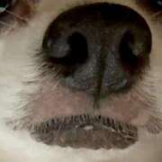 ヒメ日記 2025/10/19 11:26 投稿 しおん 恋のうた