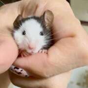 ヒメ日記 2025/11/03 20:28 投稿 しおん 恋のうた