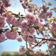 ヒメ日記 2026/04/27 18:01 投稿 ねね 密着手コキ&M性感 横浜エンジェルハンド