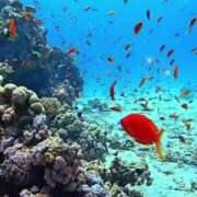 ヒメ日記 2025/07/27 05:35 投稿 ななみ 待ちナビ