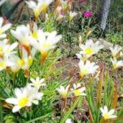 ヒメ日記 2026/04/11 18:05 投稿 ななみ 待ちナビ