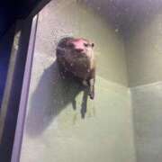 ヒメ日記 2025/07/17 17:02 投稿 葉月【新人】 Minx（ミンクス）