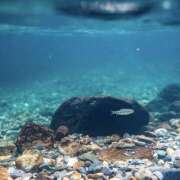 ヒメ日記 2025/06/23 17:43 投稿 ことね クリステル