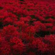 ヒメ日記 2025/11/18 12:16 投稿 なぎさ AFTER V（アフターファイブ）