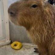 ヒメ日記 2025/10/25 18:27 投稿 白石あん HANABI(福富町)