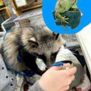 ヒメ日記 2025/12/01 06:15 投稿 白石あん HANABI(福富町)