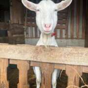 白石あん やぎ❣️とぶ HANABI(福富町)