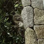 えり （＾Ｏ＾☆♪ クラブリリー