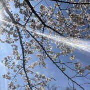 ヒメ日記 2026/04/20 23:44 投稿 いちか やんちゃな子猫日本橋本店