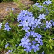 ヒメ日記 2025/09/17 10:12 投稿 みつき 出会い系人妻ネットワーク 上野〜大塚編