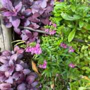 ヒメ日記 2025/12/17 12:30 投稿 みつき 出会い系人妻ネットワーク 上野〜大塚編