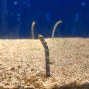 ヒメ日記 2025/07/07 18:17 投稿 みれい リッチドールフェミニン