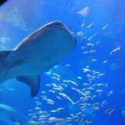 ヒメ日記 2025/08/26 08:47 投稿 楠木　こはる プルプル人妻専門店