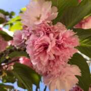 ヒメ日記 2025/09/03 09:03 投稿 楠木　こはる プルプル人妻専門店