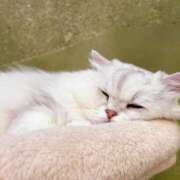 ヒメ日記 2025/06/30 12:03 投稿 いちか ときめき純情ロリ学園～東京乙女組 新宿校