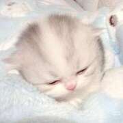 ヒメ日記 2025/08/30 16:48 投稿 ☆あの☆ ◆プラウディア◆AAA級素人娘在籍店