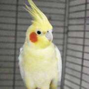 ヒメ日記 2026/04/08 12:34 投稿 さえ 完熟ばなな梅田