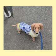 ヒメ日記 2025/07/24 08:00 投稿 ゆう 熟女の風俗最終章 蒲田店