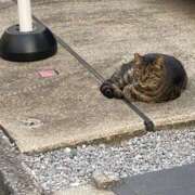 ヒメ日記 2025/08/04 05:47 投稿 らむ One More 奥様　五反田店