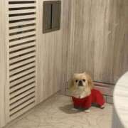 ヒメ日記 2025/11/30 15:07 投稿 らむ One More 奥様　五反田店