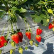 ヒメ日記 2026/02/12 18:17 投稿 らむ One More 奥様　五反田店