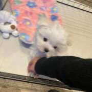 らむ 5/25 One More 奥様　五反田店