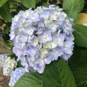 ヒメ日記 2025/07/12 18:11 投稿 まひる ばつぐん素人プロダクション