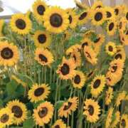 ヒメ日記 2025/07/22 17:48 投稿 まひる ばつぐん素人プロダクション