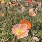 ヒメ日記 2025/08/04 01:06 投稿 まひる ばつぐん素人プロダクション