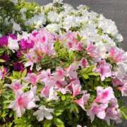 ヒメ日記 2025/08/22 02:04 投稿 まひる ばつぐん素人プロダクション