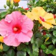 ヒメ日記 2025/08/29 02:56 投稿 まひる ばつぐん素人プロダクション