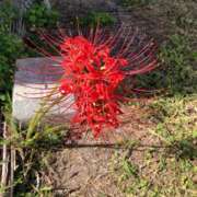 ヒメ日記 2025/09/29 02:17 投稿 まひる ばつぐん素人プロダクション