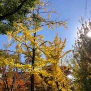 ヒメ日記 2025/11/26 01:07 投稿 まひる ばつぐん素人プロダクション