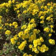 ヒメ日記 2025/12/06 00:51 投稿 まひる ばつぐん素人プロダクション