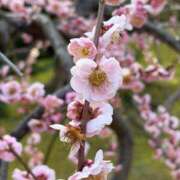 ヒメ日記 2026/03/13 22:41 投稿 まひる ばつぐん素人プロダクション