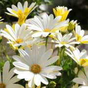 ヒメ日記 2026/03/15 22:00 投稿 早瀬『人妻コース』 佐賀デリヘル358