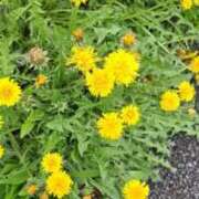 ヒメ日記 2026/04/05 17:17 投稿 泉（いずみ） 不倫快感