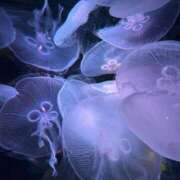 ヒメ日記 2025/07/15 10:12 投稿 えりか 逆電車ごっこ ～GLAMOROUS TRAIN～