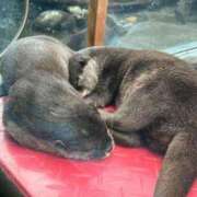 ヒメ日記 2025/08/13 17:50 投稿 えりか 逆電車ごっこ ～GLAMOROUS TRAIN～