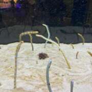 ヒメ日記 2025/08/23 20:10 投稿 えりか 逆電車ごっこ ～GLAMOROUS TRAIN～