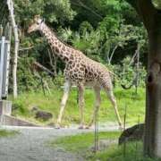 ヒメ日記 2025/10/01 15:33 投稿 えりか 逆電車ごっこ ～GLAMOROUS TRAIN～