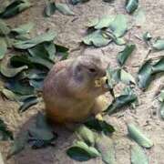 ヒメ日記 2025/10/20 01:40 投稿 えりか 逆電車ごっこ ～GLAMOROUS TRAIN～