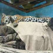 ヒメ日記 2025/11/09 00:40 投稿 えりか 逆電車ごっこ ～GLAMOROUS TRAIN～