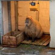 ヒメ日記 2026/02/18 15:30 投稿 えりか 逆電車ごっこ ～GLAMOROUS TRAIN～