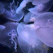 ヒメ日記 2026/03/14 00:10 投稿 えりか 逆電車ごっこ ～GLAMOROUS TRAIN～