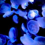 ヒメ日記 2025/09/24 05:20 投稿 ユメ ぽっちゃり巨乳美女専門川越ちゃんこ