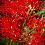 ヒメ日記 2025/11/18 12:21 投稿 ユメ ぽっちゃり巨乳美女専門川越ちゃんこ