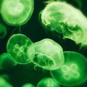 ヒメ日記 2025/12/28 04:09 投稿 ユメ ぽっちゃり巨乳美女専門川越ちゃんこ